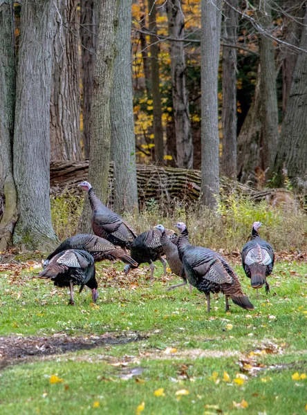 Uma Viga Perus Pendurados Longo Uma Floresta Michigan Eua — Fotografia de Stock