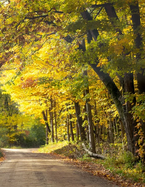 Venkovská Cesta Lemovaná Zlatými Stromy Pěkného Podzimního Dne Zlatá Záře — Stock fotografie