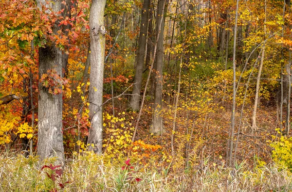 Hermoso Bosque Otoño Michigan Parece Brillar Del Óxido Oro Los —  Fotos de Stock