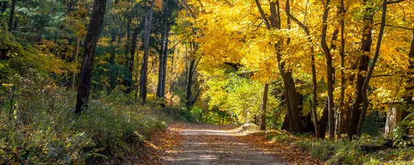 Podzimní Panorama Krásných Zlatých Stromů Lemující Venkovskou Silnici — Stock fotografie