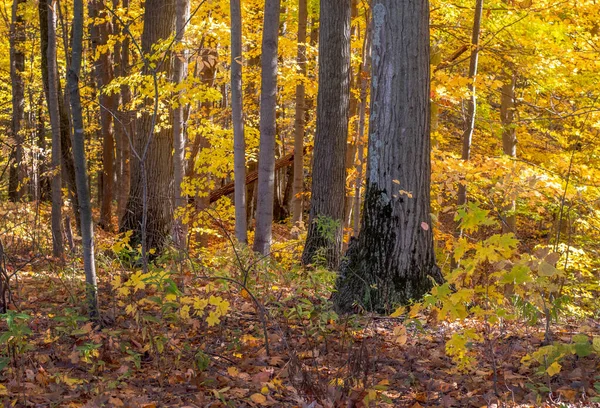 Herbst Wälder Michigan Usa Ist Mit Gelben Und Goldenen Blättern — Stockfoto