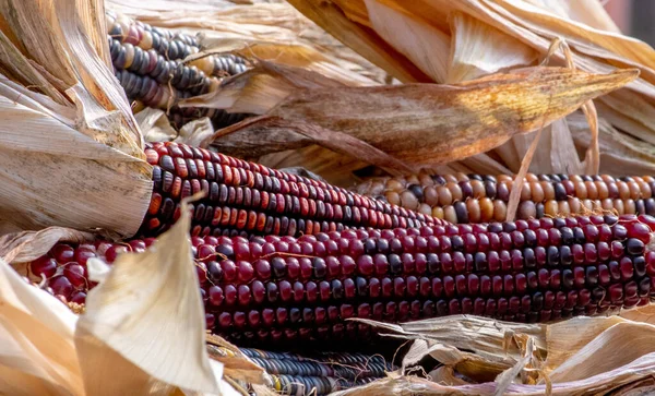 五彩缤纷的印第安玉米陈列在农场的摊位上 供人们在万圣节和感恩节之间装饰 — 图库照片