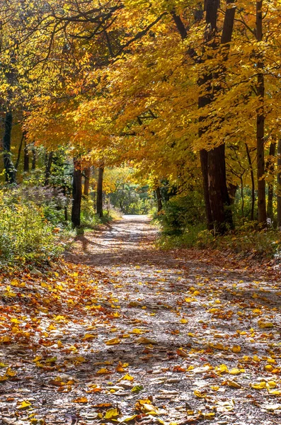 Beautiful Leaf Strewn Road Michigan Usa Fall Colors Best — Stock Photo, Image