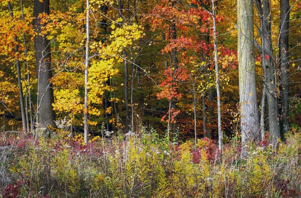 Goldene Eichen Und Rote Ahornbäume Lassen Diesen Wald Michigan Aussehen — Stockfoto