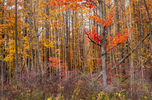 金黄的橡木和五彩缤纷的红枫树把一片普通的树林变成了一片五彩斑斓的森林 — 图库照片