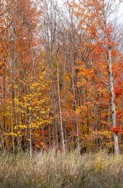 Los Robles Dorados Este Bosque Michigan Cambian Muchos Tonos Color —  Fotos de Stock