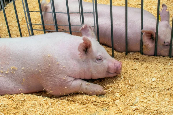 Two fat pink pigs smile as they dream whatever pigs dream, in their pens at a county fair in Michigan USA