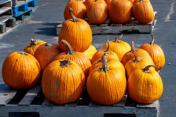 カボチャのパレットは 最も恐ろしいハロウィンジャックOランタンのための完璧な彫刻グッズを保持します — ストック写真