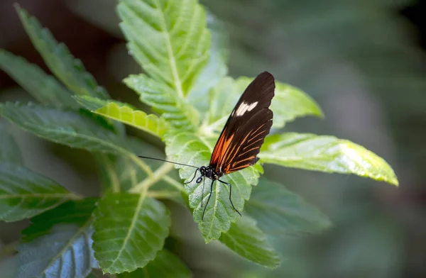 緑の植物の葉の上に小さな黒とオレンジのポストマン蝶があります — ストック写真