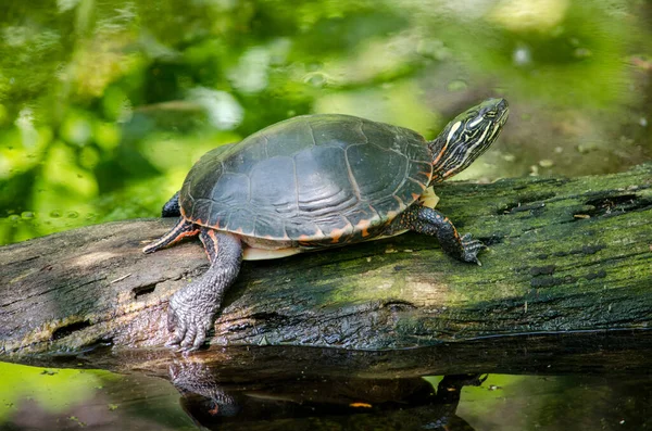 Tortue Aux Couleurs Vives Avec Des Rayures Vertes Jaunes Ensoleille — Photo