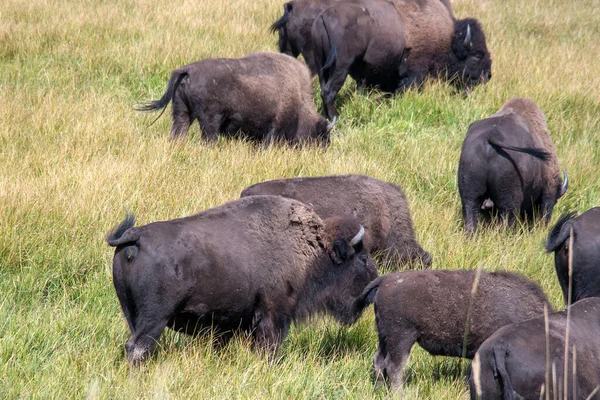 Moving Herd Buffalo Yellowstone Graze Grasses Plain — 图库照片