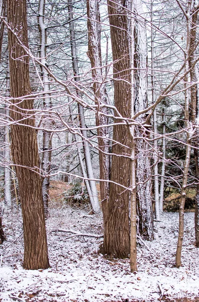 Beautiful Frosted Woods Indiana Usa — Stock Photo, Image