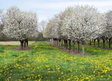 Güzel şeftali ağaçları bu ilkbaharın başlarında Michigan 'ın Amerikan meyve bahçesinde çiçeklerle kaplıdır.