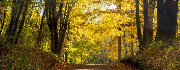 Gyllene Väg Med Höstträd Gör Ett Vackert Naturskönt Panorama Michigan — Stockfoto