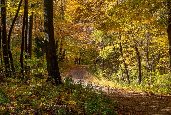 Een Bochtige Weg Door Een Gouden Bos Michigan Herfst Een — Stockfoto