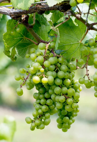 美国密歇根州这个酿酒厂的葡萄藤上生长着精致的葡萄 — 图库照片