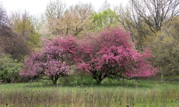 在美国密歇根州这个美丽的风景秀丽的草原上 开花的树木创造了五彩缤纷的色彩 开着花的樱桃和螃蟹苹果是春天的艳丽的树 — 图库照片
