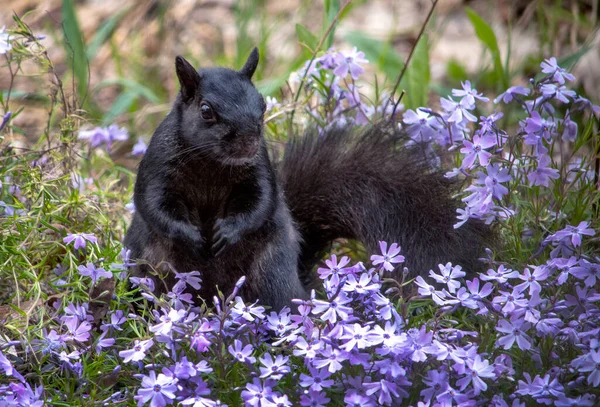 Siyah Sincap Mor Çiçeklerle Dolu Bir Tarlada Poz Verir — Stok fotoğraf