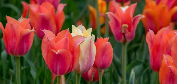 春天的全景在密歇根州的一个花园里展现着五彩缤纷的郁金香 — 图库照片