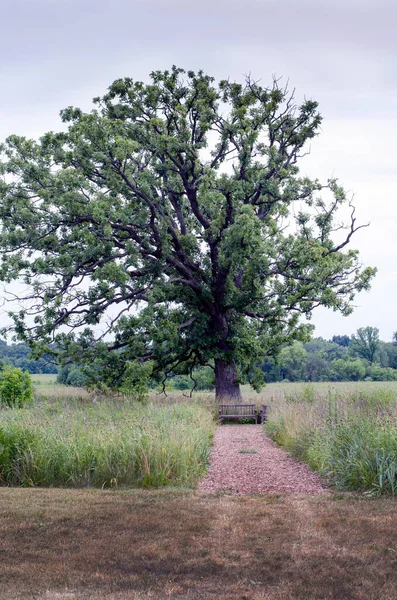 Träbänk Verkar Dvärgad Ett Mycket Stort Gammalt Träd Som Hittades — Stockfoto