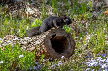 Siyah bir sincap çiçek tarlasında boş bir kütükte rahatlar.