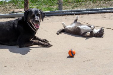 a dog and cat lie near a ball, waiting for someone to play or pet them