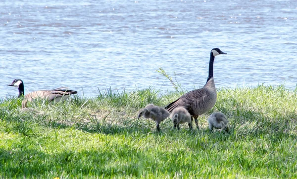 Baby Goslings Stay Close Mom While Other Parent Keeps Guard — Fotografia de Stock