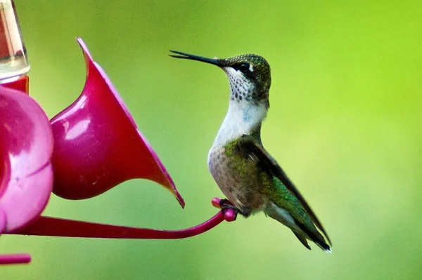 Minúsculo Beija Flor Está Feliz Encontrar Este Alimentador Néctar Enquanto — Fotografia de Stock