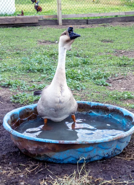 Large Goose Happily Splashes Small Child Kiddie Pool — Foto de Stock