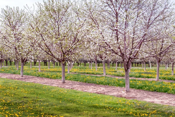 Cherry Trees Full Bloom Beautiful Orchard Michigan Usa — Stock Photo, Image