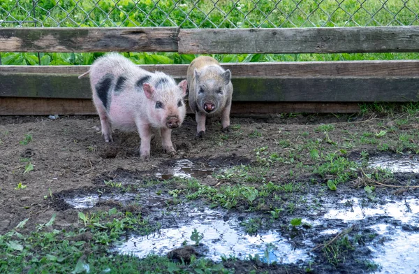 Pair Pot Belly Pigs Play Farm Yard —  Fotos de Stock