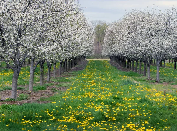 Flowering Cherry Trees Bloom Michigan Usa Ready Grow Sweet Juicy — стокове фото