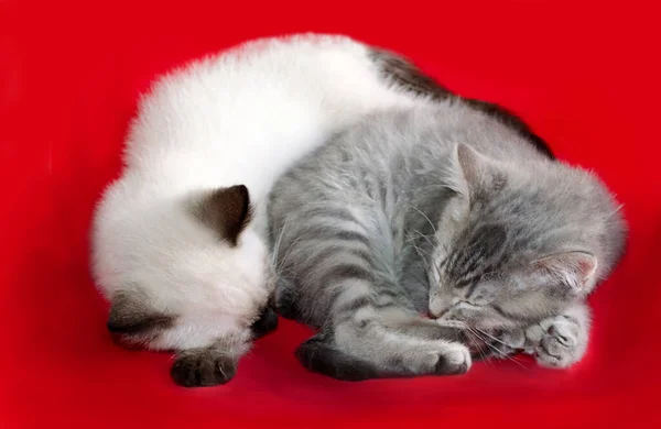 Twee Jonge Kittens Kruipen Een Slaperige Stapel — Stockfoto