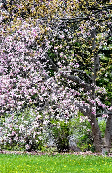 Beautiful Spring Magnolia Trees Full Bloom Michigan Usa — Photo