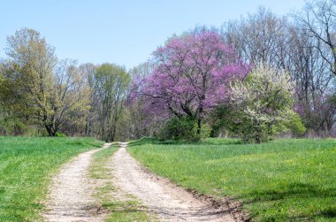 Michigan 'da bahar aylarında kavisli yollar güzel manzaralı bir manzaraya çıkar.