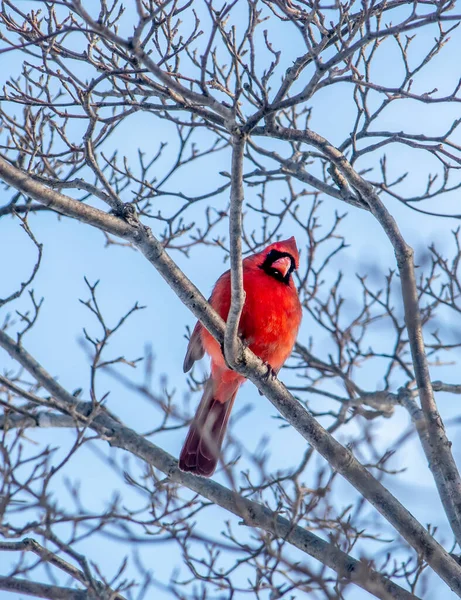 Bright Red Male Cardinal Tree Watches All — Stock Photo, Image