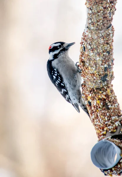 downy woodpecker perches on a bird feeder made with toilet paper rolls and dipped in peanut butter and bird seed