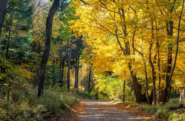 Szenische Herbstfahrt Michigan Usa Zeigt Die Hübschen Goldenen Herbstblätter — Stockfoto