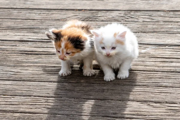 Pair Kitten Siblings Pose Wood Deck Wait Mama — Stockfoto