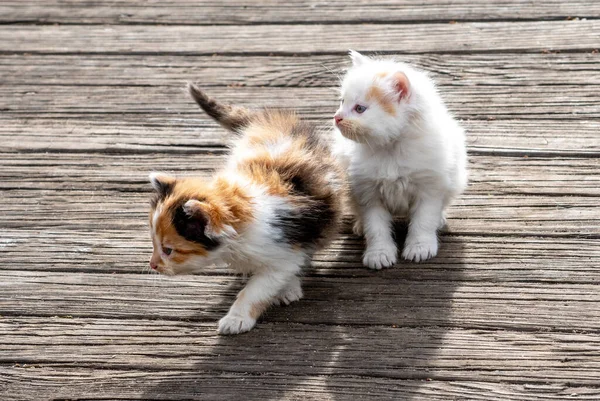 Een Paar Schattige Kittens Zijn Zoek Naar Mama Voor Een — Stockfoto