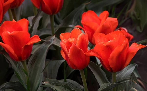 春天花坛上生长的红色郁金香 — 图库照片