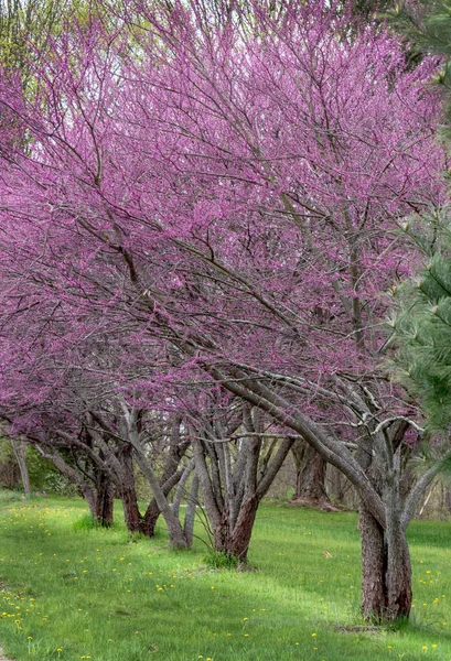 Linha Árvores Coloridas Botão Vermelho Primavera Michigan Eua — Fotografia de Stock