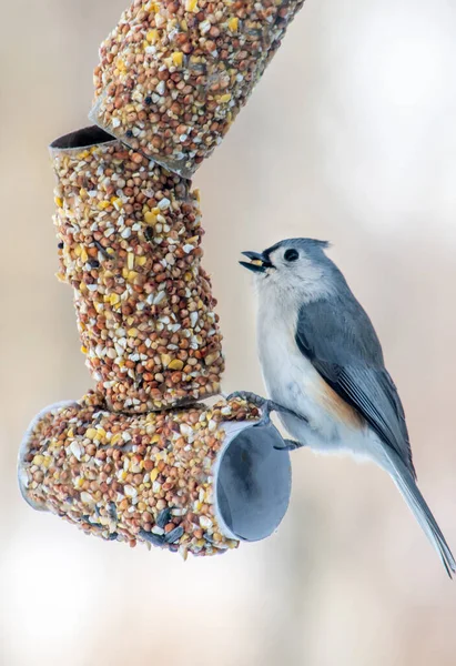 Small Tufted Titmouse Home Made Bird Feeder Made Suet Seeds — Photo