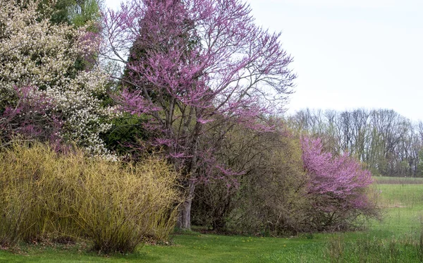 Flowering Trees Spring Break Out Variety Beautiful Colors Especially Red — Stock Photo, Image