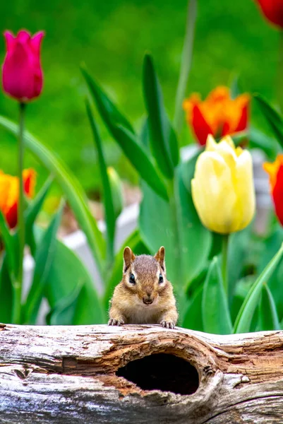 Tiny Brown Striped Chipmunk Climbs Hollow Log Tulip Filled Garden — Stock Fotó