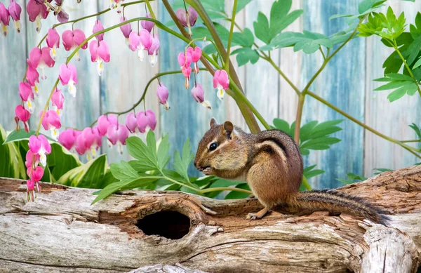 Furry Striped Chipmunk Nibbles Seeds She Explores Garden Filled Bleeding —  Fotos de Stock