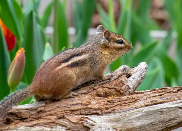 Striped Chipmunk Looks Out Top Rough Log Spring Time Garden — Photo
