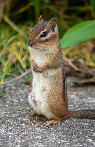 Standing Chipmunk Looks Adorable Begs Food Garden — Stockfoto