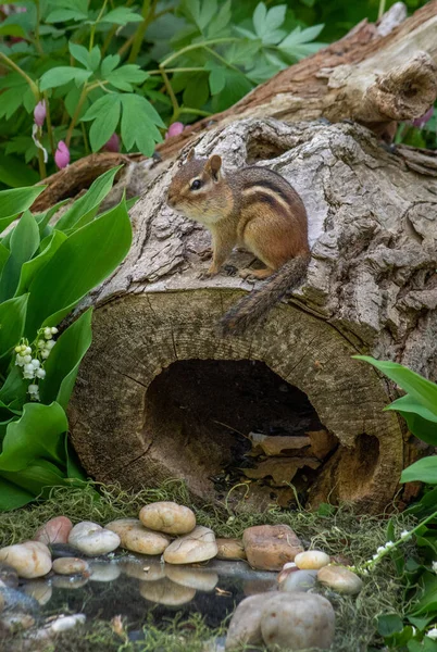 Active Chipmunk Perches Top Hollow Log Tiny Pond — стоковое фото