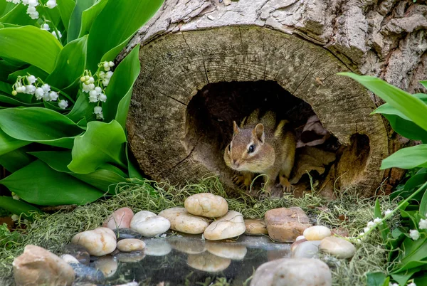 Small Chipmunk Looks Out Hollow Log Spring Time Garden Filled — Stockfoto